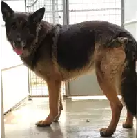 Foto dell\'animale cane - Matr. 2017/1392 - Microchip 380260043268644