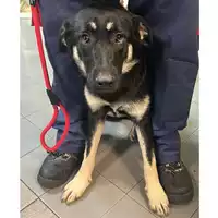 cane - Matr. 2023/2036 - Microchip 380260045072238