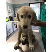 Foto dell\'animale cane - Matr. 2017/1397 - Microchip 380260043258512