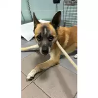 cane - Matr. 2023/2344 - Microchip 380260002577645