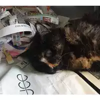 Foto dell\'animale gatto - Matr. 2023/2348 - Microchip 380260044732993