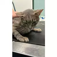 Foto dell\'animale gatto - Matr. 2023/2353 - Microchip 380260044730888