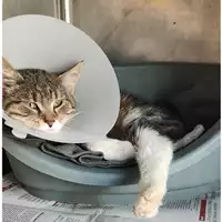 Foto dell\'animale gatto - Matr. 2023/2354 - Microchip 380260044748972
