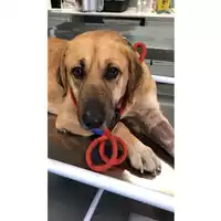 Foto dell\'animale cane - Matr. 2023/2352 - Microchip 380260044732977