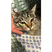 Foto dell\'animale gatto - Matr. 2023/2350 - Microchip 380260044730752