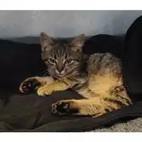 gatto - Matr. 2023/2349 - Microchip 380260044930151