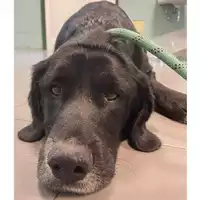 Foto dell\'animale cane - Matr. 2023/2355 - Microchip 380260044732391