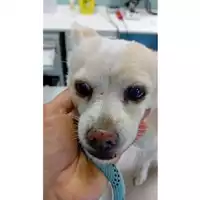 cane - Matr. 2024/0001 - Microchip 380260101255419