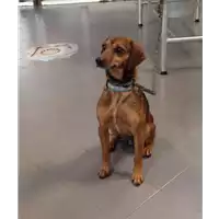 cane - Matr. 2017/0717 - Microchip 380260043150072
