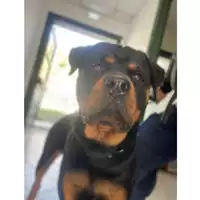 Foto dell\'animale cane - Matr. 2024/0010 - Microchip 380260044738051