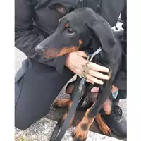 cane - Matr. 2024/0011 - Microchip 380260044732339