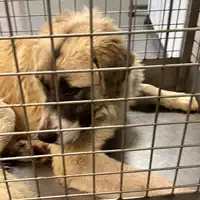cane - Matr. 2024/0017 - Microchip 380260044732523