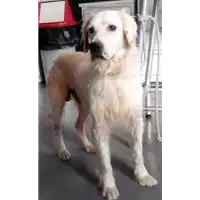Foto dell\'animale cane - Matr. 2017/0799 - Microchip 380260042275782