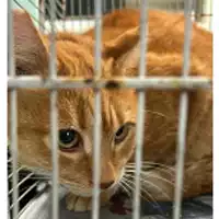 Foto dell\'animale gatto - Matr. 2024/0018 - Microchip 380260044998109