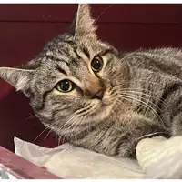 Foto dell\'animale gatto - Matr. 2024/0019 - Microchip 380260044930334