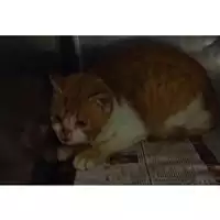 Foto dell\'animale gatto - Matr. 2024/0024 - Microchip 380260044997556