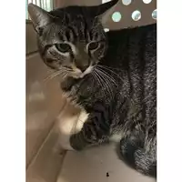 Foto dell\'animale gatto - Matr. 2024/0022 - Microchip 380260044929492