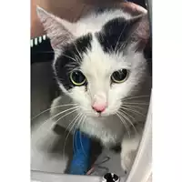 Foto dell\'animale gatto - Matr. 2024/0025 - Microchip 380260044932180