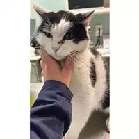 gatto - Matr. 2024/0023 - Microchip 380260044926471