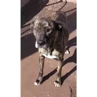 Foto dell\'animale cane - Matr. 2010/0595 - Microchip 380260000138419