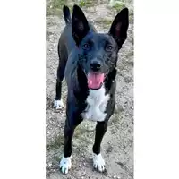 Foto dell\'animale cane - Matr. 2024/0030 - Microchip 380260044997892