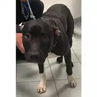 Foto dell\'animale cane - Matr. 2024/0036 - Microchip 380260044997665