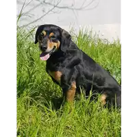 Foto dell\'animale cane - Matr. 2017/0826 - Microchip 380260100506227