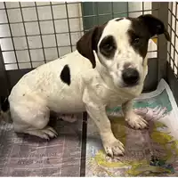 Foto dell\'animale cane - Matr. 2024/0039 - Microchip 380260044997921