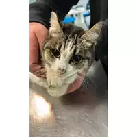 Foto dell\'animale gatto - Matr. 2024/0043 - Microchip 380260044930006