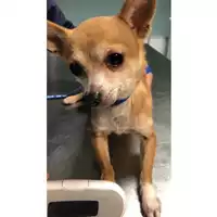 cane - Matr. 2024/0045 - Microchip 380260044930936