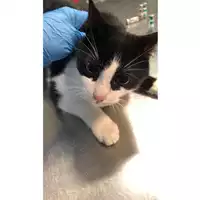 Foto dell\'animale gatto - Matr. 2024/0051 - Microchip 380260044930324
