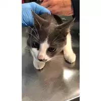 Foto dell\'animale gatto - Matr. 2024/0053 - Microchip 380260044929480