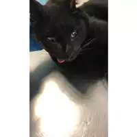 Foto dell\'animale gatto - Matr. 2024/0054 - Microchip 380260044929477