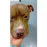 Foto dell\'animale cane - Matr. 2024/0055 - Microchip 380260044732833
