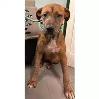Foto dell\'animale cane - Matr. 2024/0058 - Microchip 380260044732750