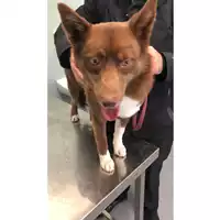 Foto dell\'animale cane - Matr. 2024/0062 - Microchip 380260044729785