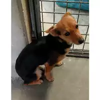 Foto dell\'animale cane - Matr. 2023/1107 - Microchip 380260044730363