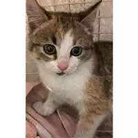 Foto dell\'animale gatto - Matr. 2024/0064 - Microchip 380260044732924