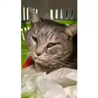Foto dell\'animale gatto - Matr. 2024/0060 - Microchip 380260044732422
