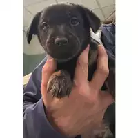Foto dell\'animale cane - Matr. 2024/0066 - Microchip 380260044732994