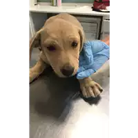 cane - Matr. 2017/1410 - Microchip 380260043268960