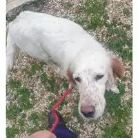 Foto dell\'animale cane - Matr. 2024/0068 - Microchip 380260002740485