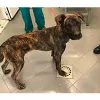Foto dell\'animale cane - Matr. 2024/0072 - Microchip 380260044730671
