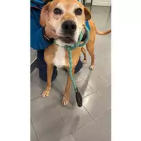 Foto dell\'animale cane - Matr. 2024/0074 - Microchip 380260044730241