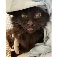 Foto dell\'animale gatto - Matr. 2024/0069 - Microchip 380260044729277
