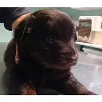 Foto dell\'animale cane - Matr. 2024/0076 - Microchip 380260044750484