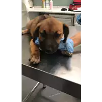 Foto dell\'animale cane - Matr. 2017/1409 - Microchip 380260043268717
