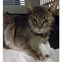 Foto dell\'animale gatto - Matr. 2024/0080 - Microchip 380260044730500