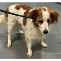 Foto dell\'animale cane - Matr. 2024/0081 - Microchip 380260044751116