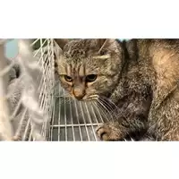 Foto dell\'animale gatto - Matr. 2024/0082 - Microchip 380260043629974